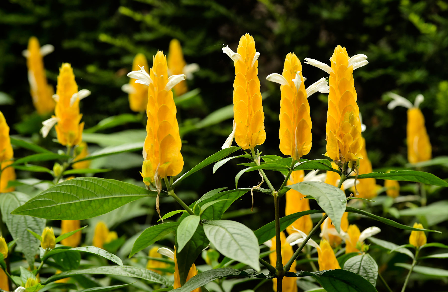 Golden candles